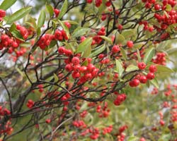 Aronia arbutifolia 'Brilliant'